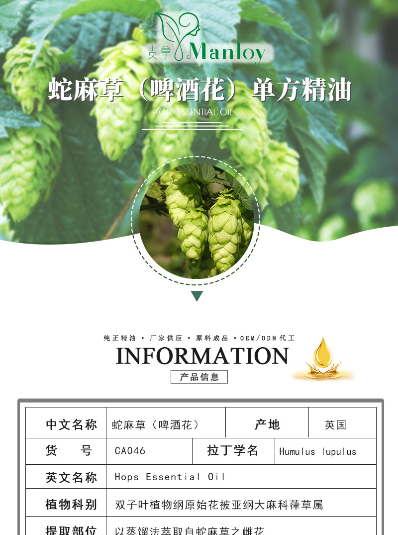 工厂直销 纯正天然 植物 单方精油 原料 蛇麻草油 啤酒花精油