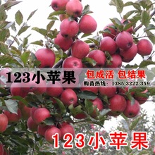 果树苗 123小苹果树苗 小苹果花红果树苗沙果苗花红果苗包邮