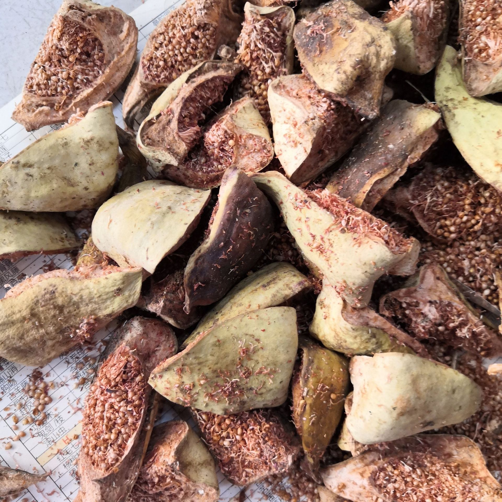 中药材批发 木馒头 鬼馒头 奶母果 木莲 凉粉果 霹雳果 无硫新货