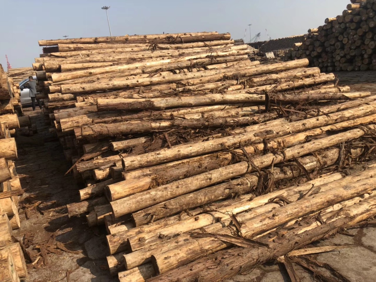 江浙沪防汛木桩松木桩杉木桩三米四米六米打桩木