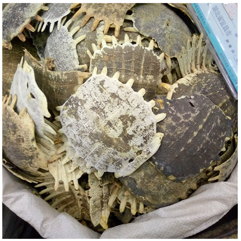 批发供应中药材鳖甲 生鳖甲 乌龟壳 甲鱼壳