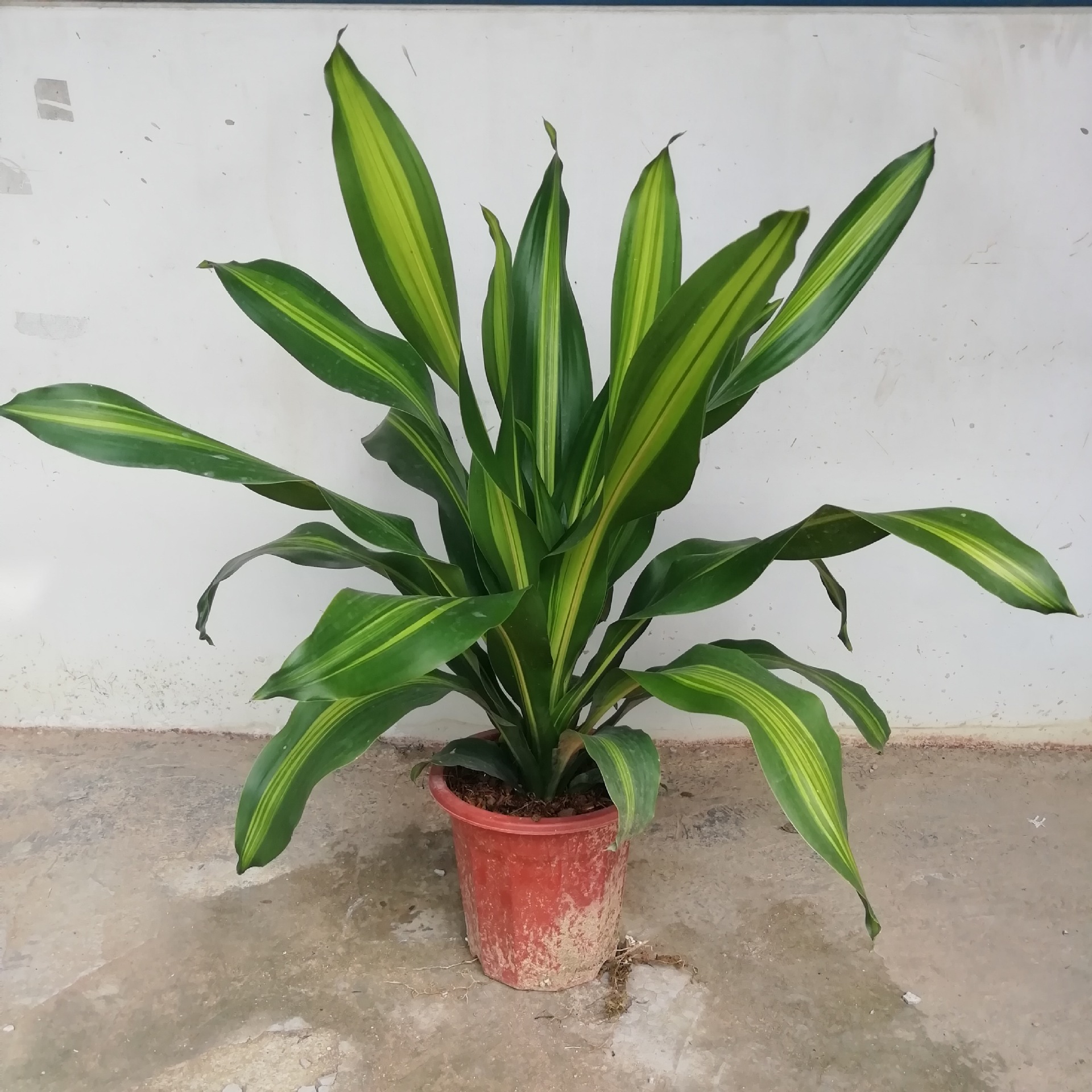 基地大量供应办公室观叶植物 金心也门铁 园林绿化花卉盆栽批发