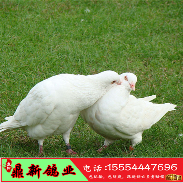 常年供应肉鸽子活体 乳鸽价格