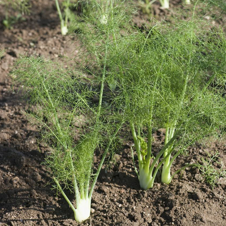 家庭阳台蔬菜香料小茴香种子怀香籽香丝菜谷香有药材作用