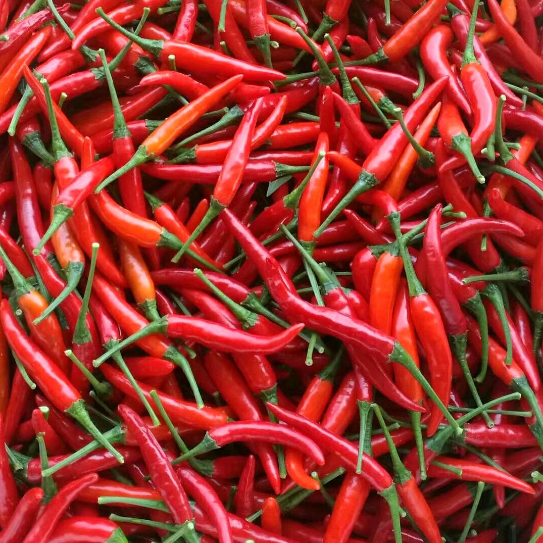 【泰国辣椒】-泰国辣椒厂家,品牌,图片,热帖-阿里巴巴