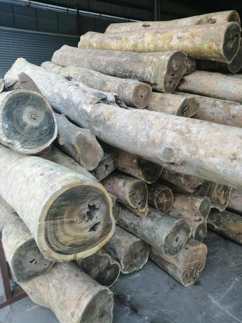 大量供应阿根廷绿檀原木阿根廷绿檀高档家具雕刻工艺品现货