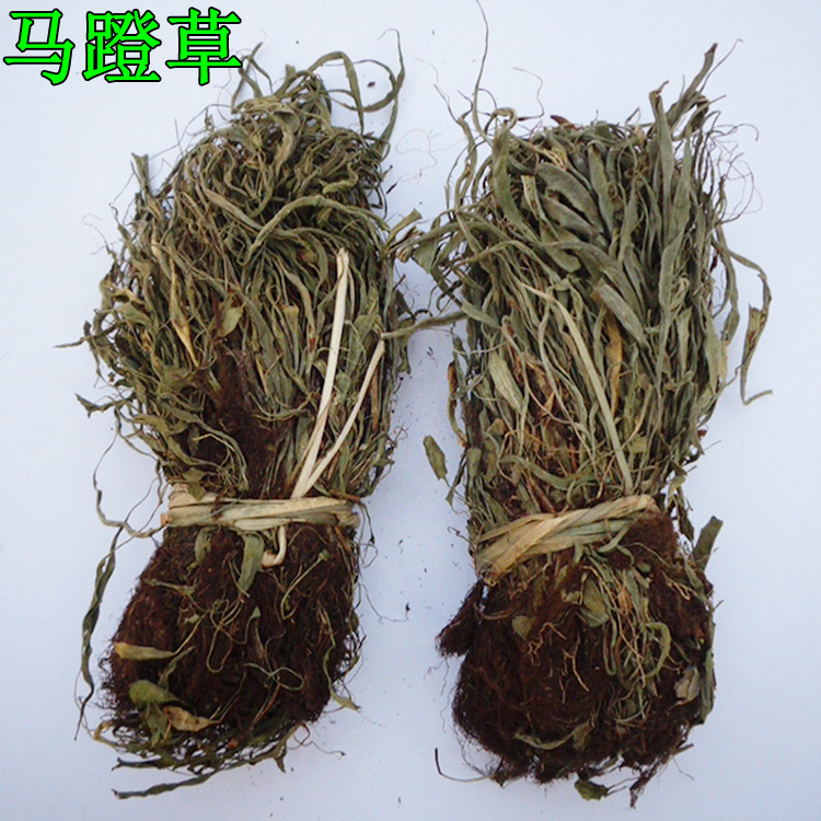 中药材批发马蹬草过桥草还阳草小石韦马蹬草马灯草