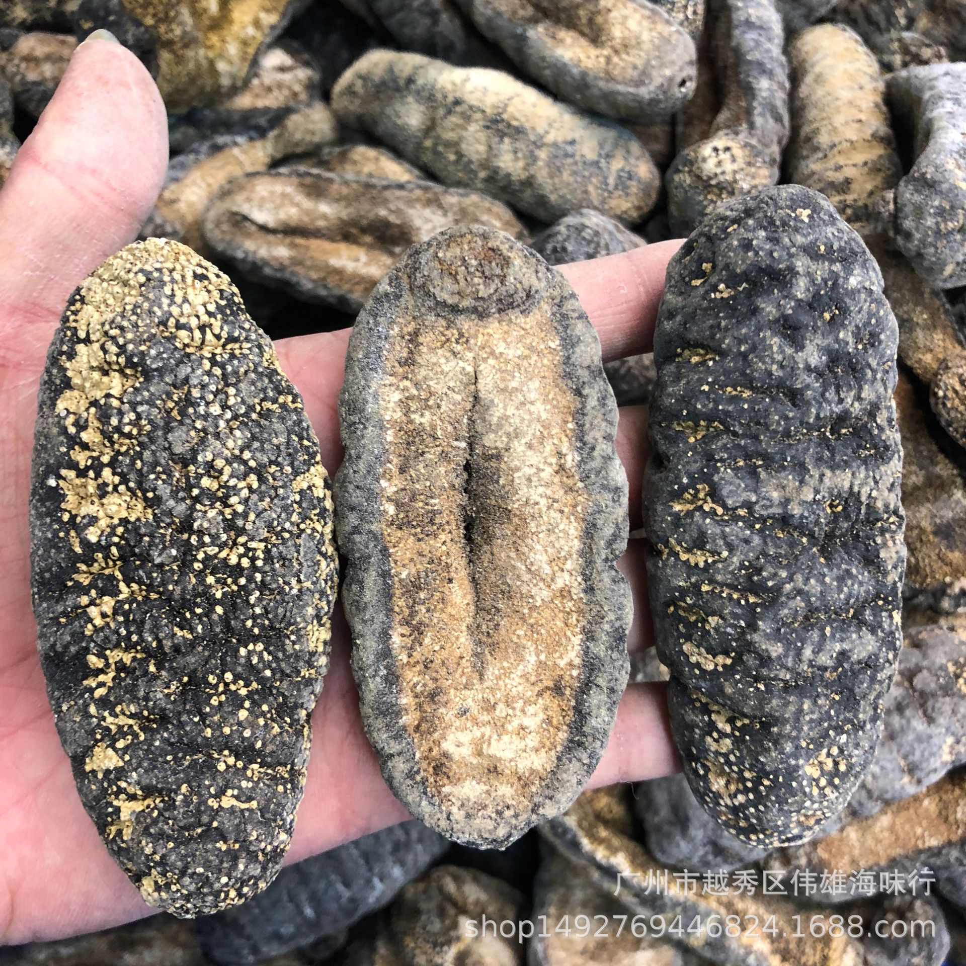 靴参澳洲靴参进口海参大靴参澳洲海参淡干海参干货500克