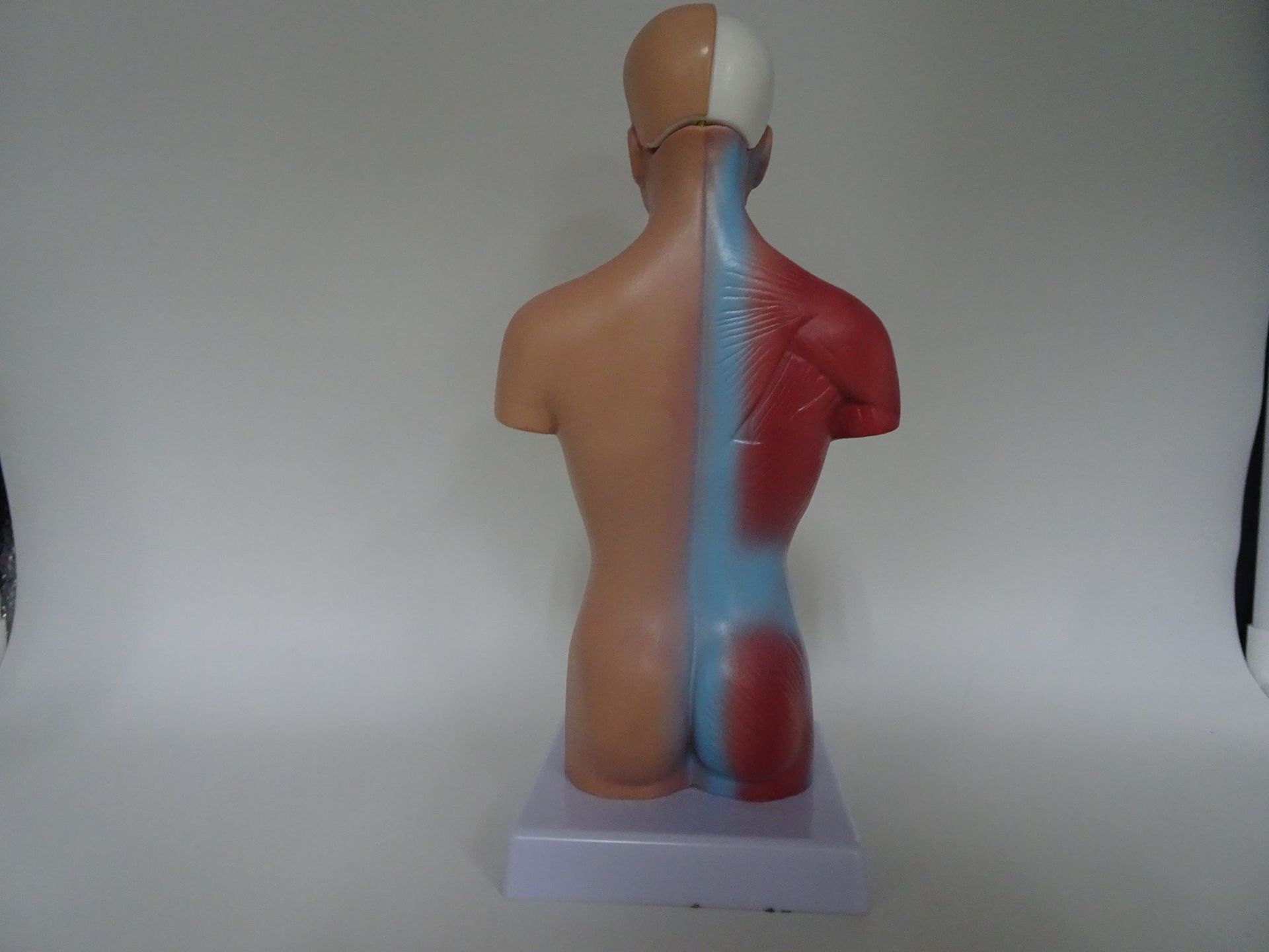 (台凯厂)两性开背式半身躯干模型 28件 内脏器官 人体模型