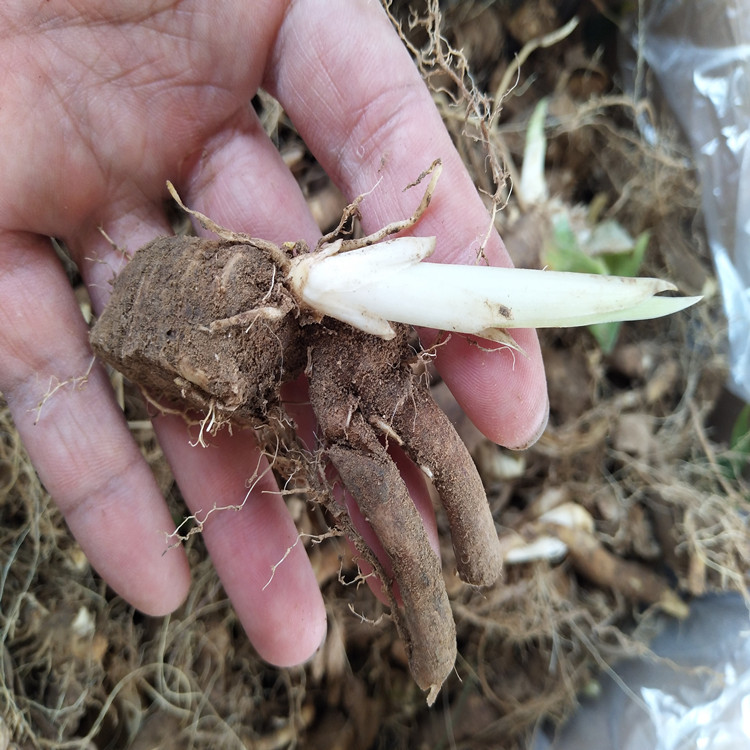 哪里有卖德国蓝花鸢尾根 德国鸢尾种球 基地德国鸢尾种根大量供应