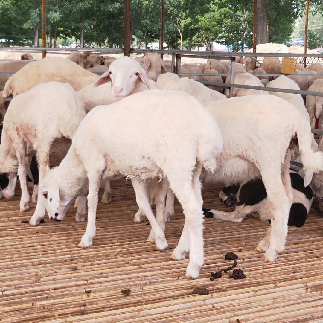 天津大量出售小尾寒羊小羊 提供养殖 小尾寒羊羊羔羊-阿里巴巴