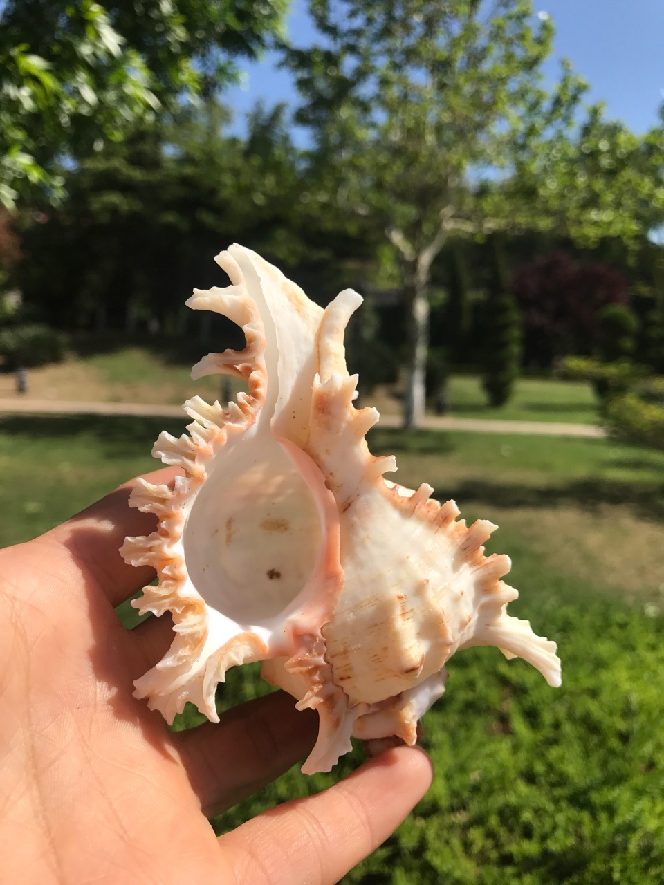 白色麒麟螺 千手螺 9-15厘米地中海天然贝壳海螺批发鱼缸造景装饰