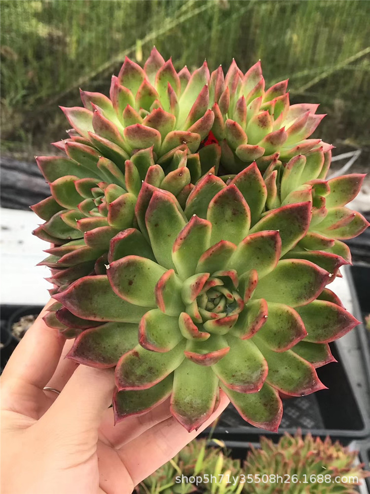 027大棚批发多肉植物品种红东云群多肉群生品相实拍裸根
