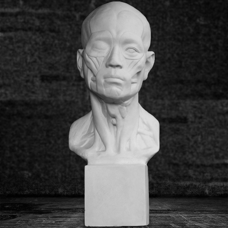 艺伯乐石膏像解剖二肌肉解剖头像55cm石膏雕像教具素描写生静物