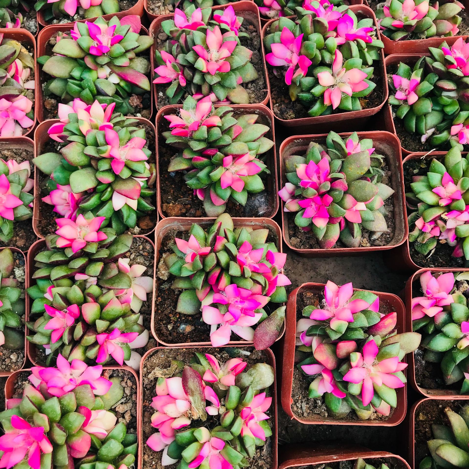 基地销售群生多肉植物 吹雪之松锦多头办公室萌肉小盆栽吹雪多肉