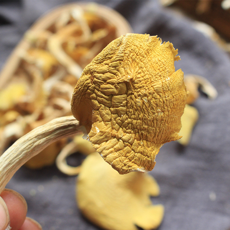 鸡油菌黄干黄丝菌云南鸡油黄鸡油黄菌榆黄菌北风菌量大从优