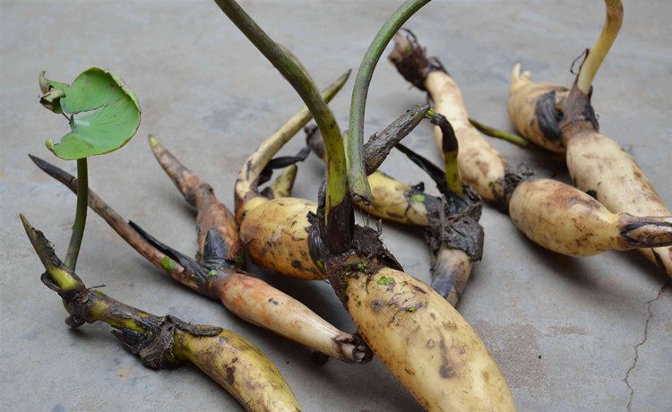 莲藕微甜而脆,可生食也可做菜,而且药用价值相当高,它的根根叶叶,花须