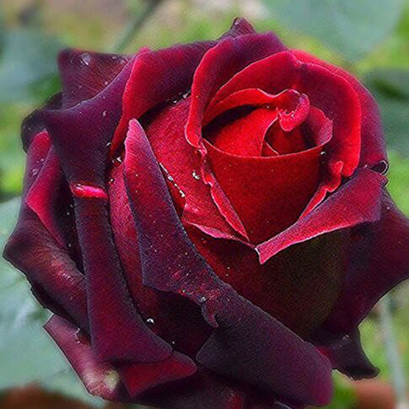 一件代发包邮 黑魔术 红玫瑰 鲜花 云南基地直供20支/扎