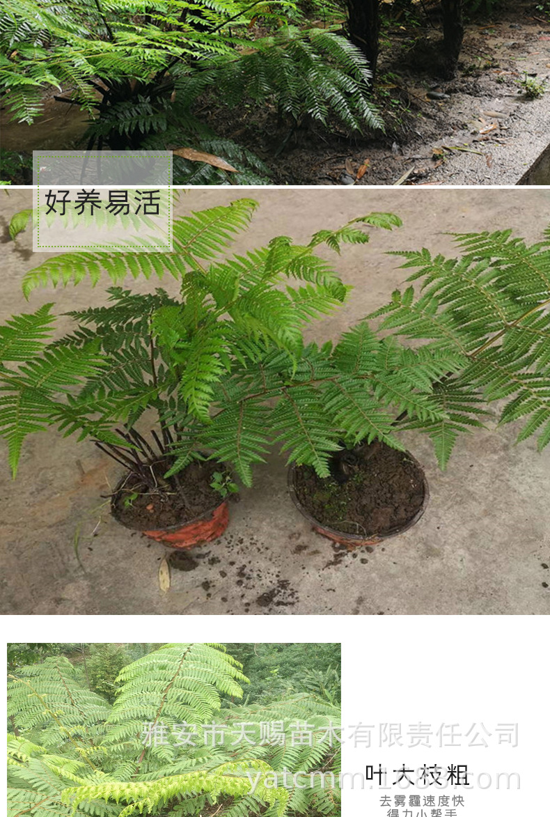 桫椤树苗人工培育园林绿化树蕨笔筒树蕨类植物庭院观赏树木桫椤苗