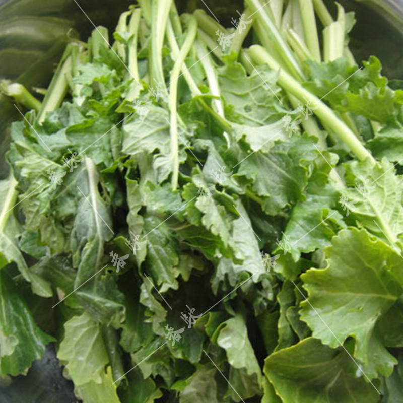 威尔种子批发 花叶台菜种子 苔菜 四季蔬菜种子 营养好吃 5g