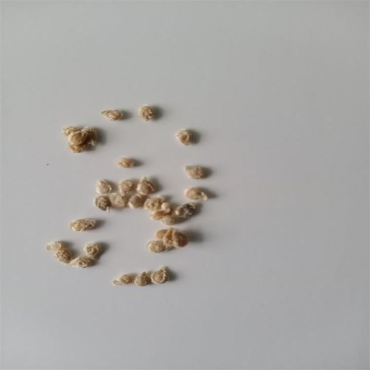 优质杂交f1黑番茄种子 单果重25克礼品黑番茄种子黑珍珠