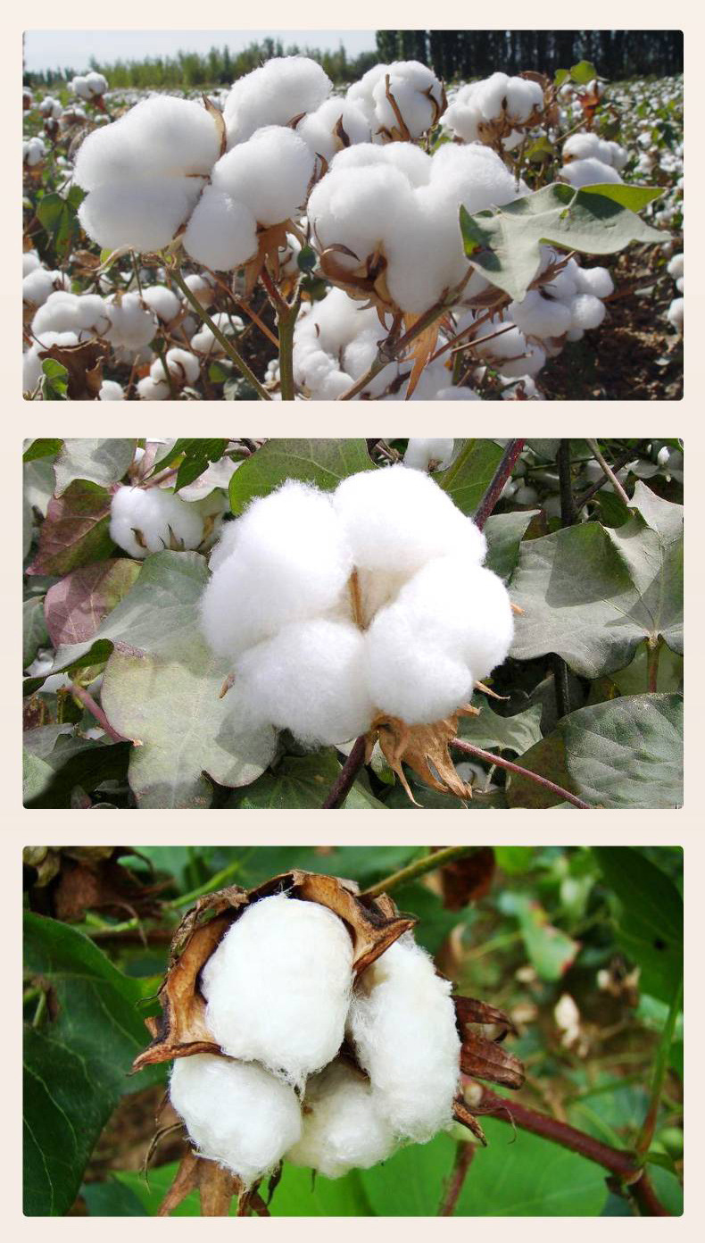 手摘长绒棉 千层棉花2×2.3米尺寸可定做129新疆棉花价格低质量优