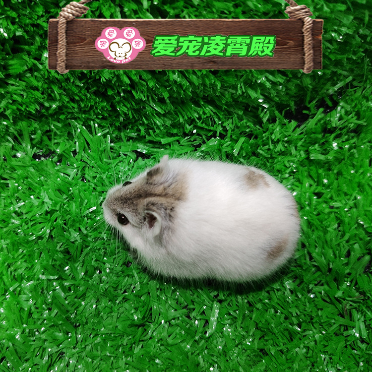 花仓仓鼠活体直销人气 宠物 发客运 自家繁殖 品种齐全 专业