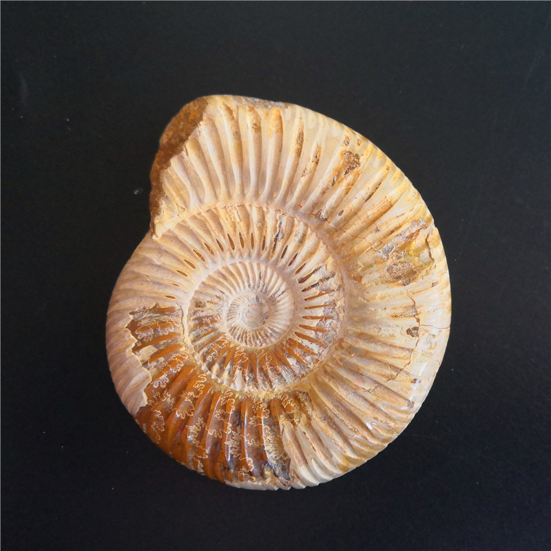 天然马达加斯加大号巴甫洛夫菊石标本 古生物化石原石摆件 黄海螺