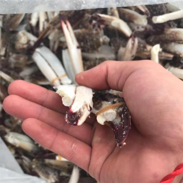 肥度高 新鲜活梭子蟹蟹钳批发 蟹腿蟹钳 新鲜梭子蟹钳 厂家直