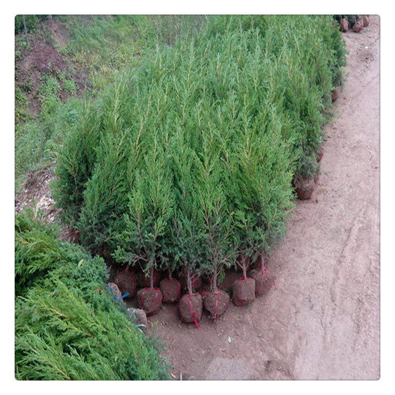 侧柏苗木批发园林绿化工程苗圃 荒山绿化苗