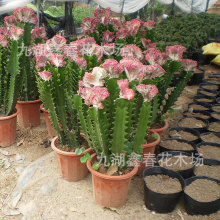 彩春峰麒麟掌批发 彩麒麟盆栽批发 麒麟掌花卉出口品种Euphorbia