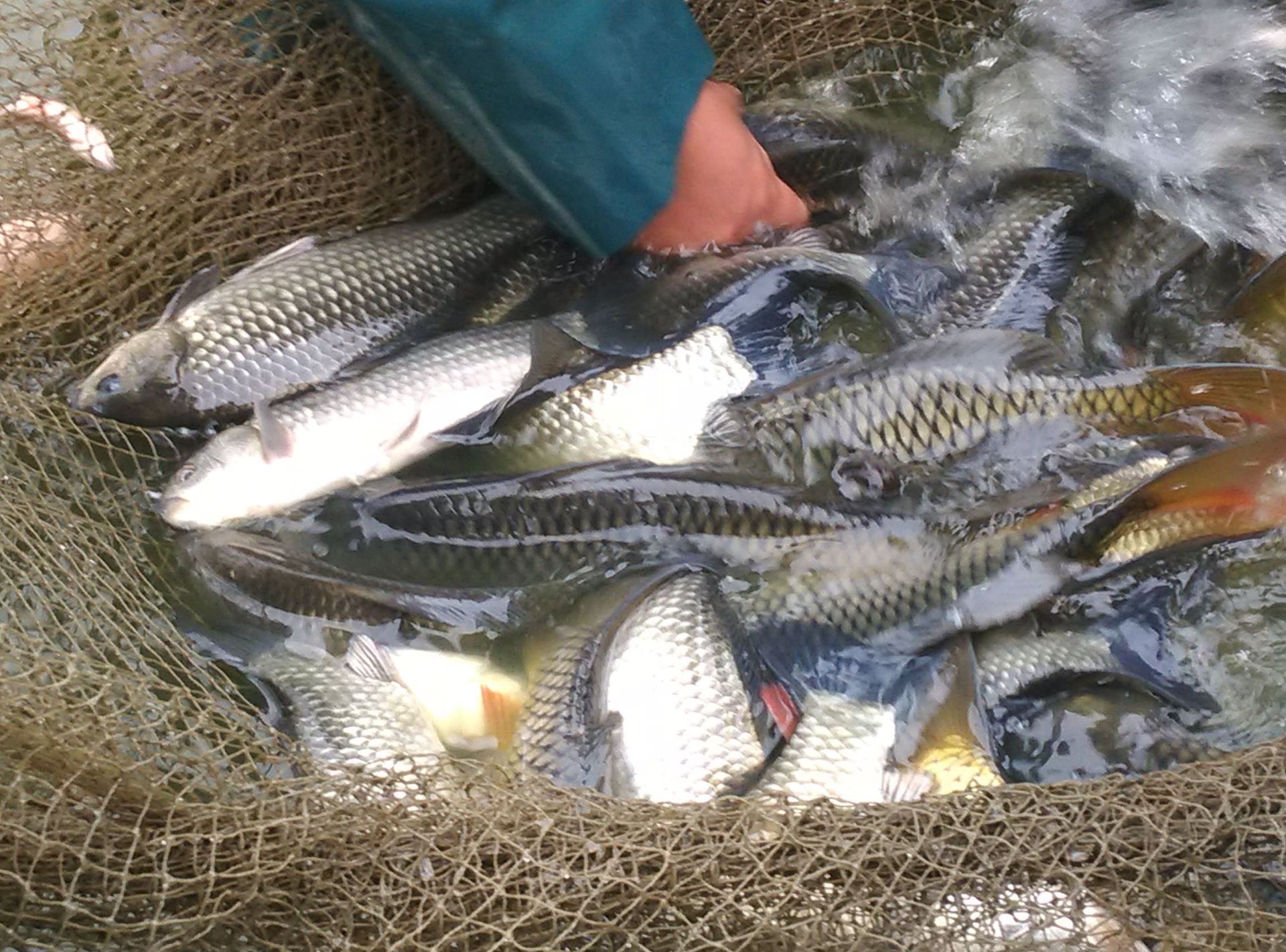 大量批发鲫鱼苗 中科三号鲫鱼苗 湘云鲫鱼鱼苗 鱼苗批发