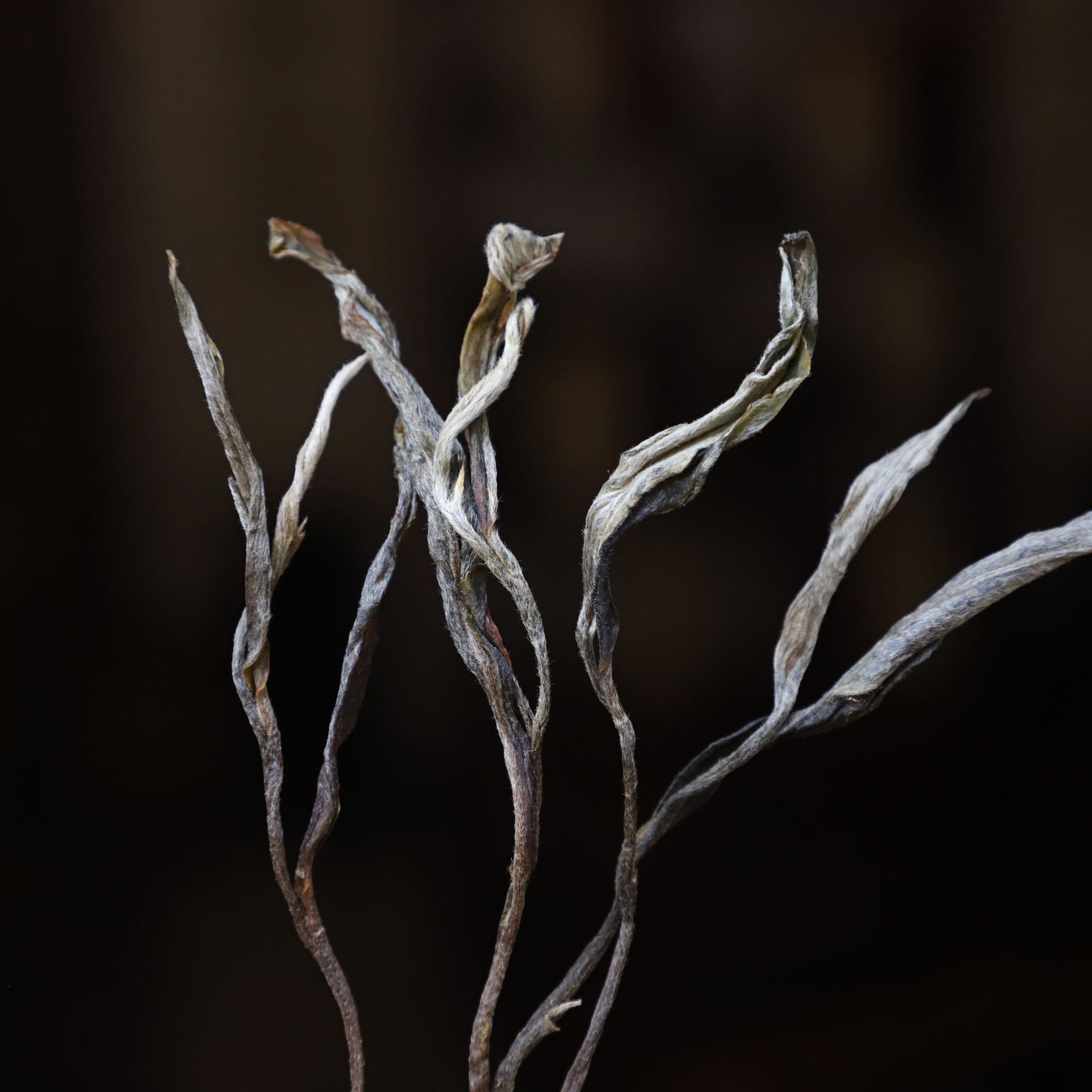 云南普洱茶叶 古树散茶 2019年易武薄荷塘古树头春 生茶散装生茶