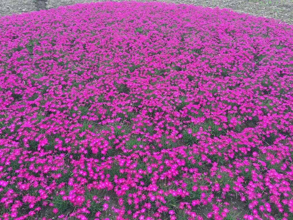 东北耐寒宿根花卉欧石竹街道小区公园绿化工程做花海厂家批发供应