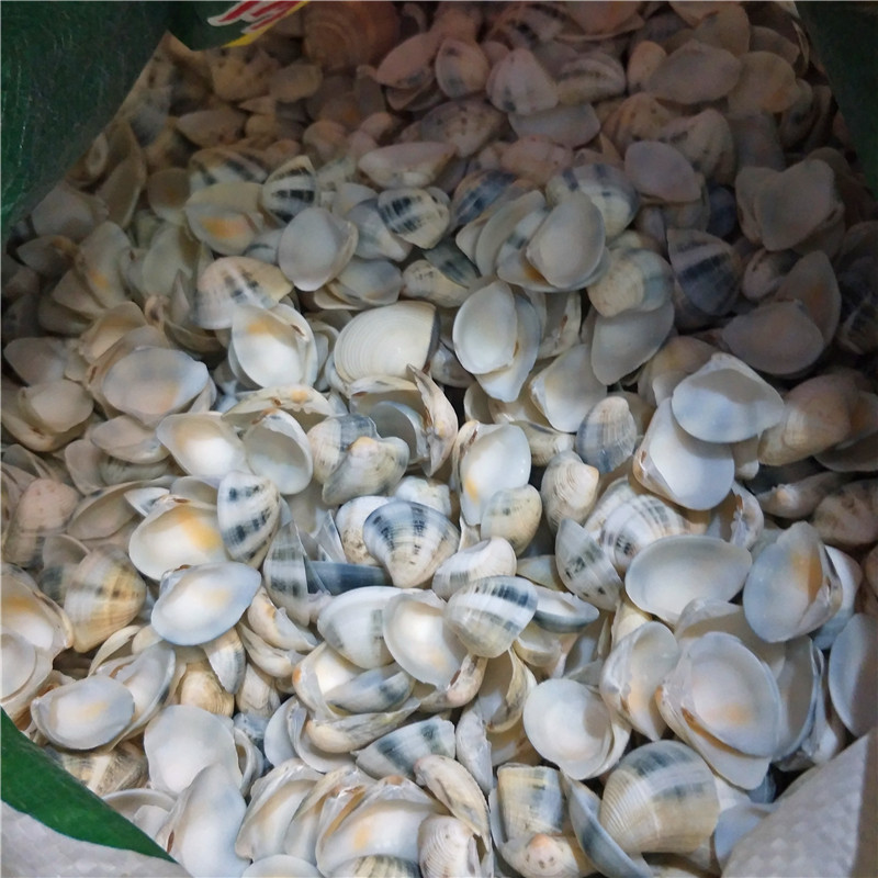 三角贝2-3cm 天然海螺贝壳 微景观 鱼缸水族盆景diy造景材料