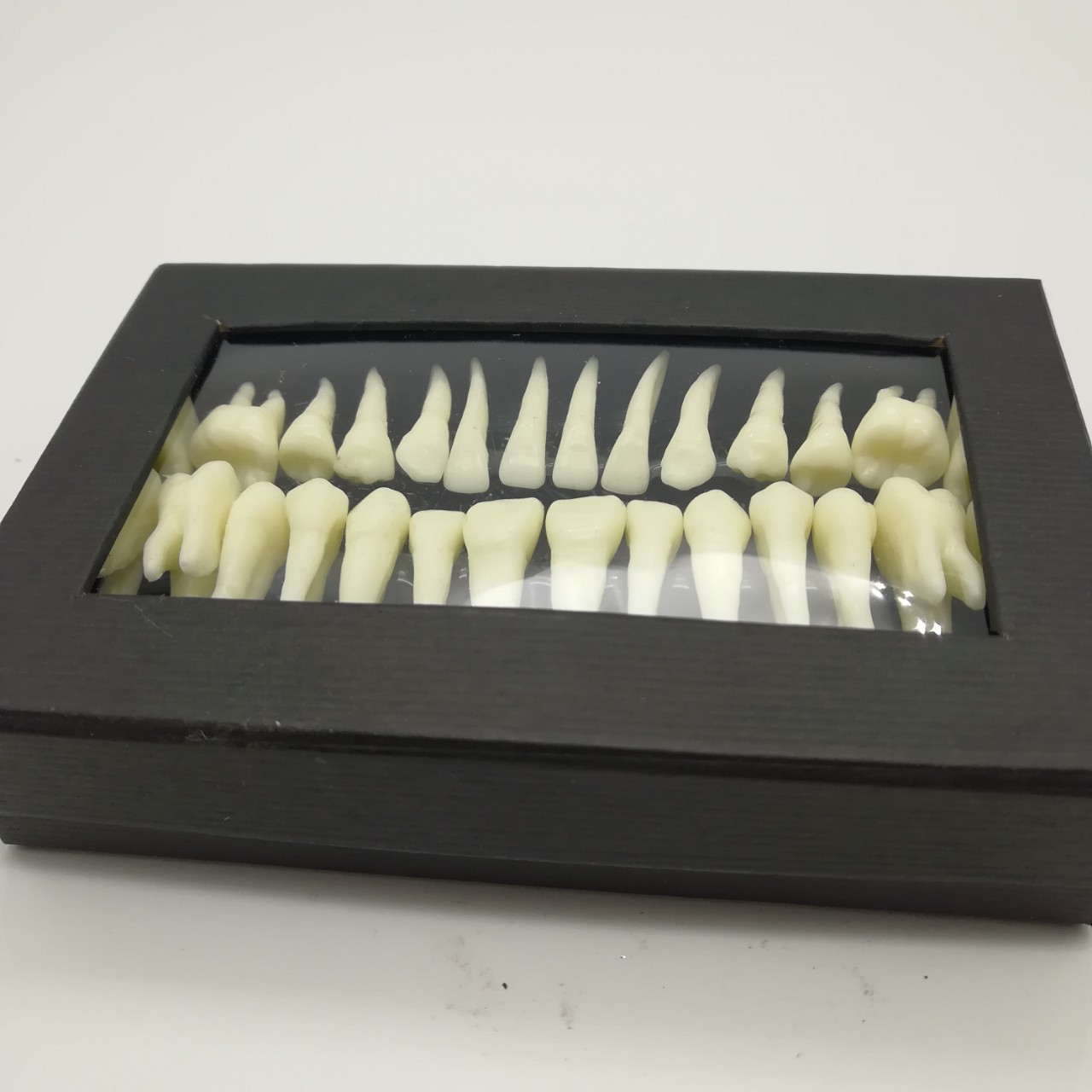 牙科28颗恒牙模型带牙根仿真离体牙模型牙齿模型单色解剖模具