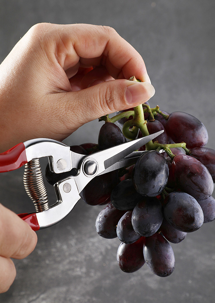 新款不锈钢园林剪刀 葡萄剪 果园摘果稀果剪盆景修枝园艺剪现货