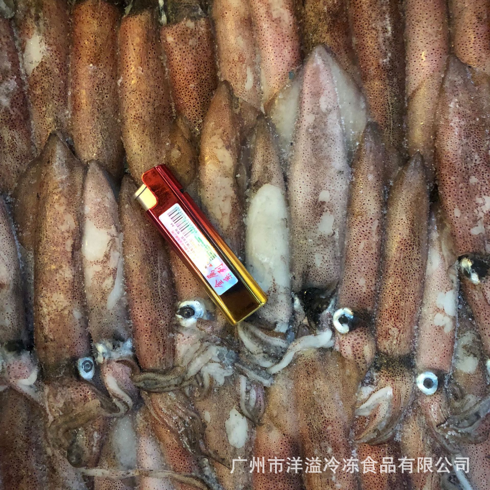 鱿鱼 冷冻 印尼红鱿鱼 6号 笔管鱼 船冻鱿鱼 广州批发 30斤/件