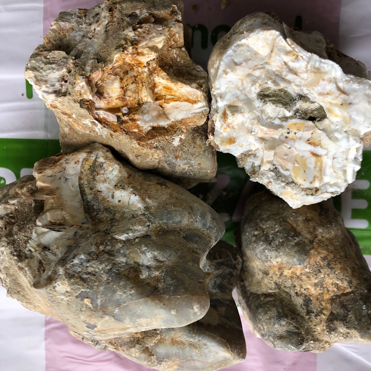 徽信远青龙齿选装龙齿个子