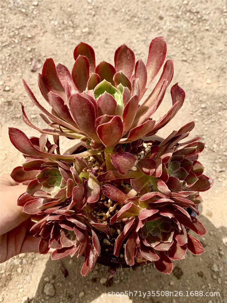 种植多肉植物基地批发 蛇女娜迦法师老桩冠幅20cm多肉法师裸根发