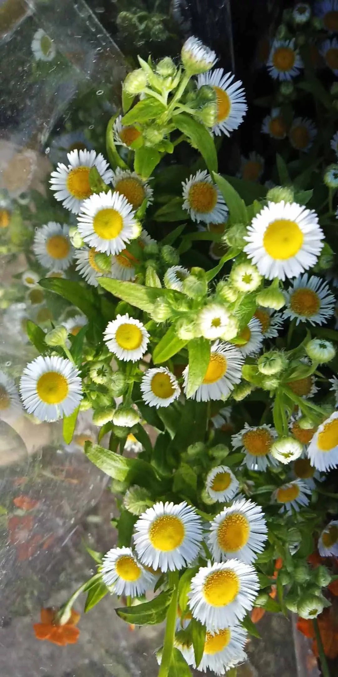 [洋甘菊]云南昆明鲜花批发居家办公装饰水养鲜切花菊花洋甘菊鲜花