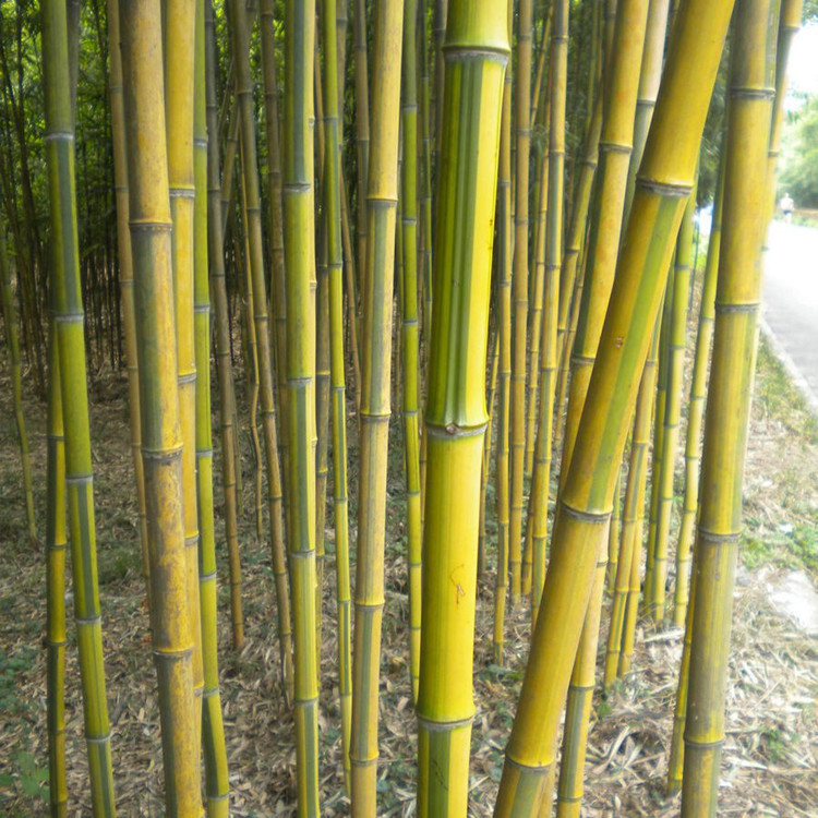 大量供应 金镶玉竹 欢迎来电洽谈 绿化植物批发