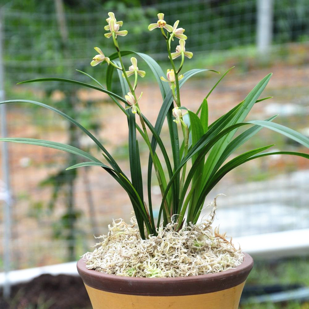 兰花盆栽多款花色兰花苗建兰盆栽室内四季花卉观花绿植兰草兰花苗