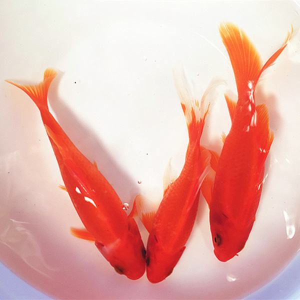 观赏金鱼 活体冷水鹦鹉葡萄眼草金批发零售 上海红草金鱼一件代发