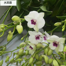 基地直批石斛兰系列不含盆室内高档年宵花卉观花绿植好养耐养