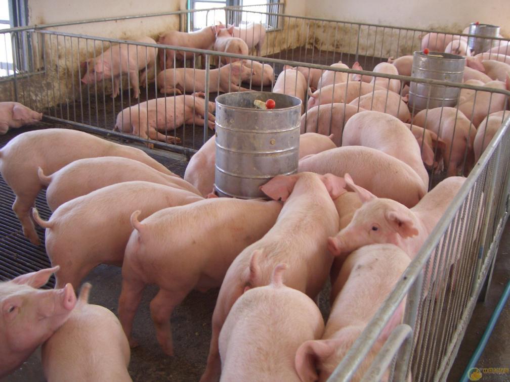 ③长大二元母猪:692头/年(80%选种率).