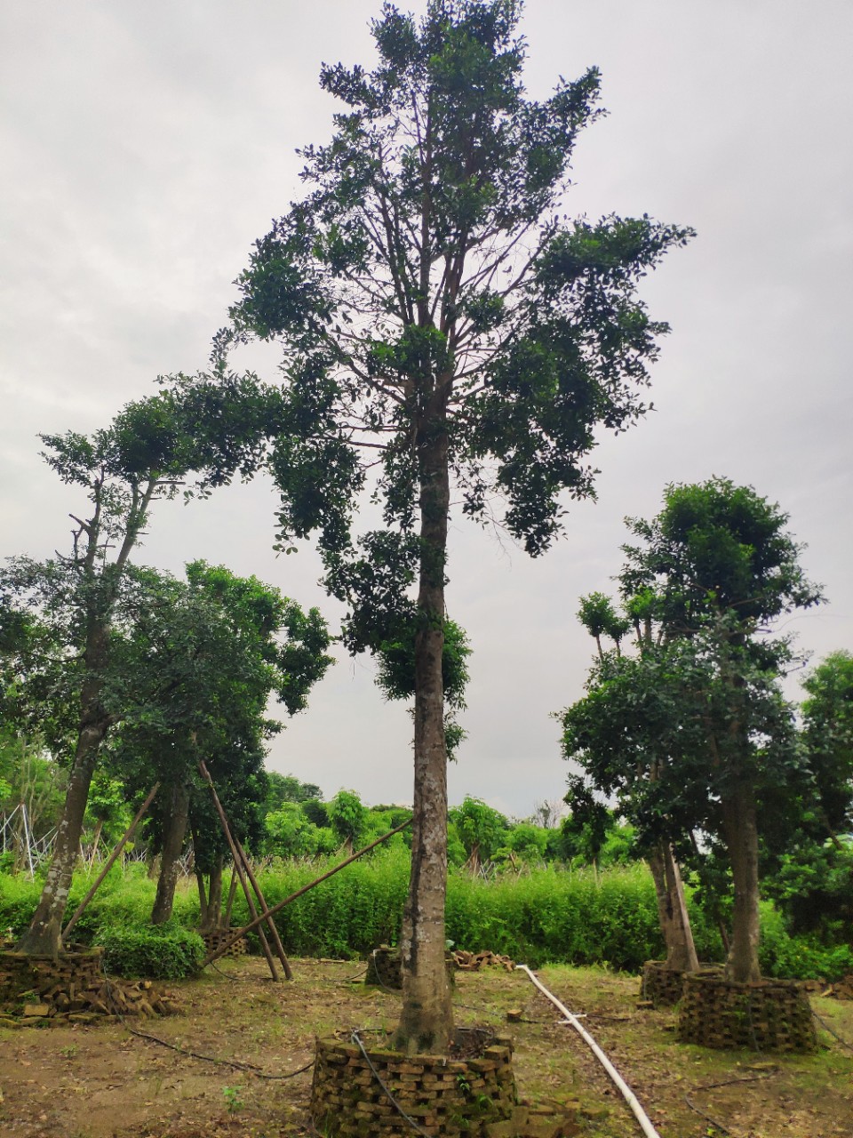 908供应 和顺树 25-30cm假植苗 庭院树 绿化乔木
