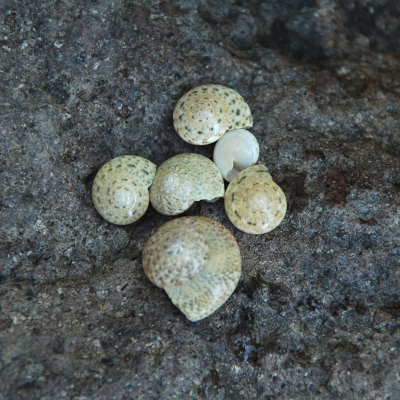 蜗牛螺天然迷你海螺壳贝壳0.5-1cm小海螺灰色杂纹螺微景专用海螺