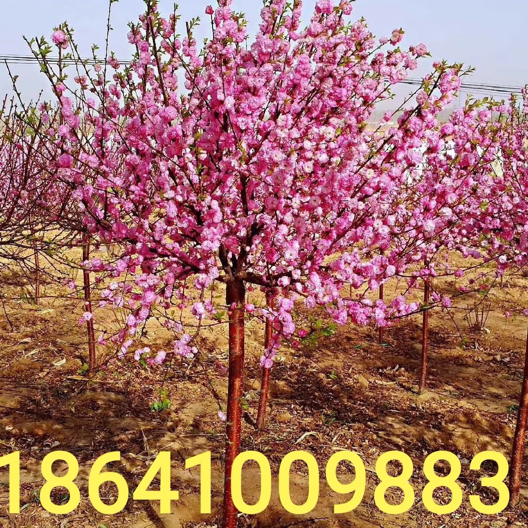 出售京梅 独杆榆叶梅 丛生榆叶梅 红叶榆叶梅 重瓣榆叶梅