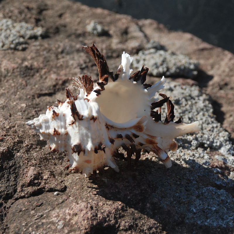 刺球骨螺 黑玫瑰螺 带刺鱼缸造景拍摄道具 标本螺 菊花螺柜台摆设